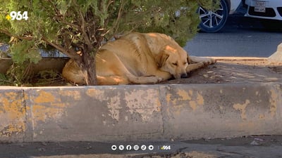 بنکەی ڤێتەرنەری قەڵادزێ: سەگی بێلانە مەترسی بۆ سەر تەندروستی هاوڵاتیان دروست دەکات