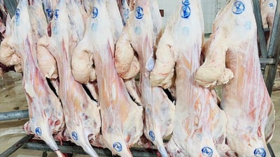 کوشتارگەکانی گەرمیان زیاتر لە 1500 ئاژەڵیان بۆ جەژن سەربڕیوە