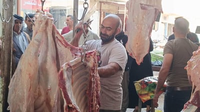 “شيخ سعد”: ننافس العراق بـ9000 لكيلو العجل.. والجميع يعلم ان مواشينا سليمة