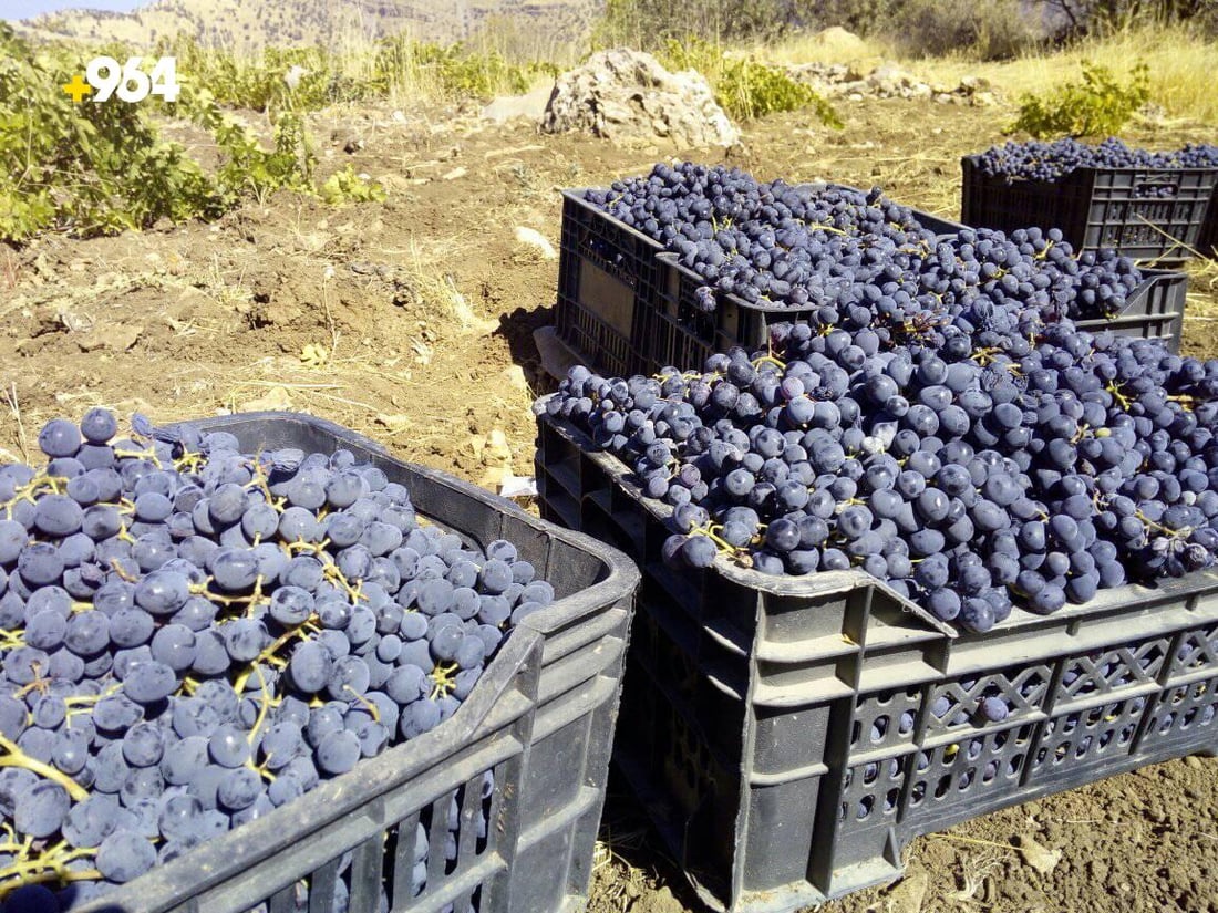 گۆڕانى كه‌شوهه‌وا ترێی ره‌شی گونده‌كانى رواندزی كه‌مكردووە