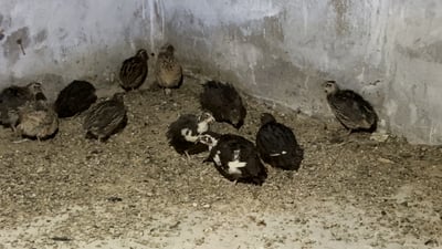 Quail farming gains ground in Nineveh’s plains