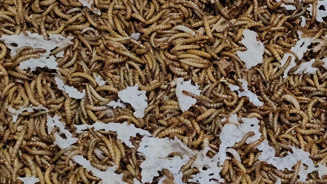 لە هەولێر کرمێک بۆ پەلەوەر بەخێودەکرێت نرخەکەی لە گۆشتی سوور زیاترە