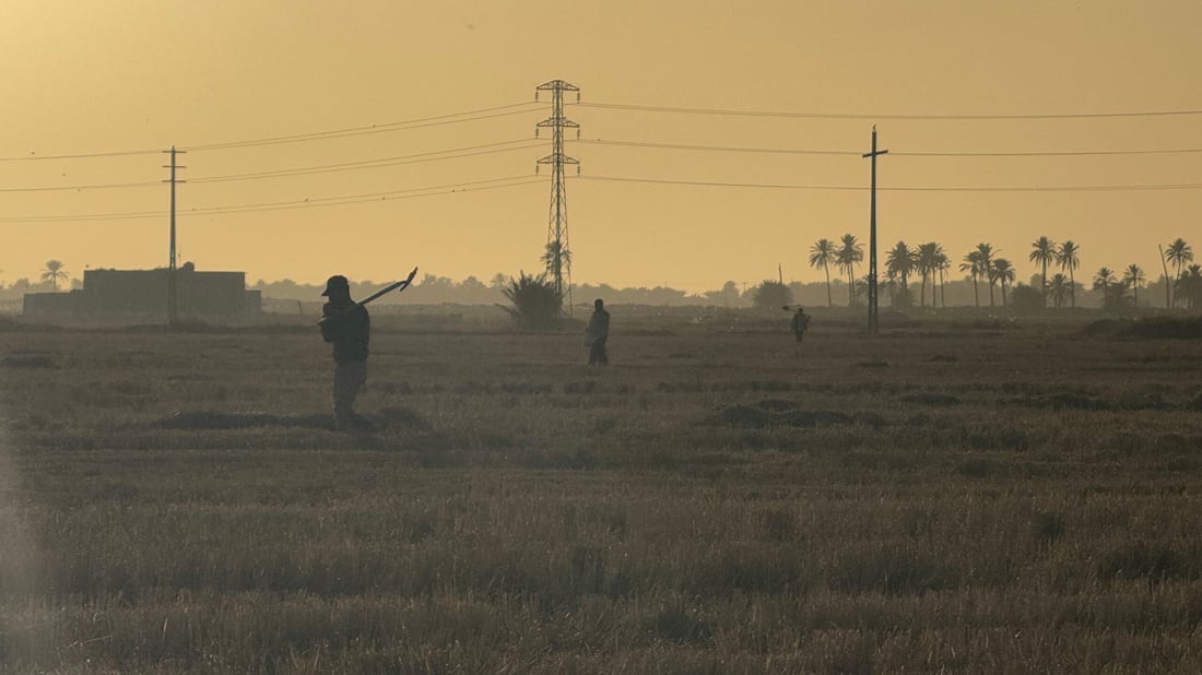 صور الصباح من حقول المشخاب.. بدأ تسميد الحنطة فوق جذور الشلب