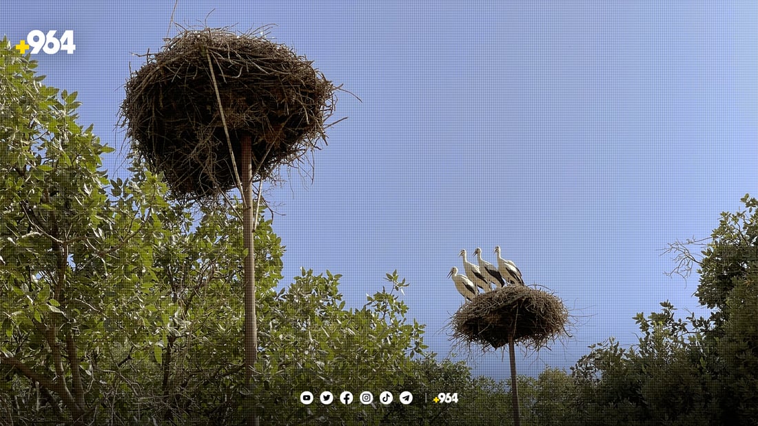 گوندێک جەژن بۆ هاتنەوەی حاجی لەقلەقەکان دەگێڕێت