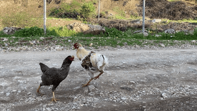 مریشکێک لە پڕ سیفاتی دەگۆڕێت بۆ کەڵەشێر