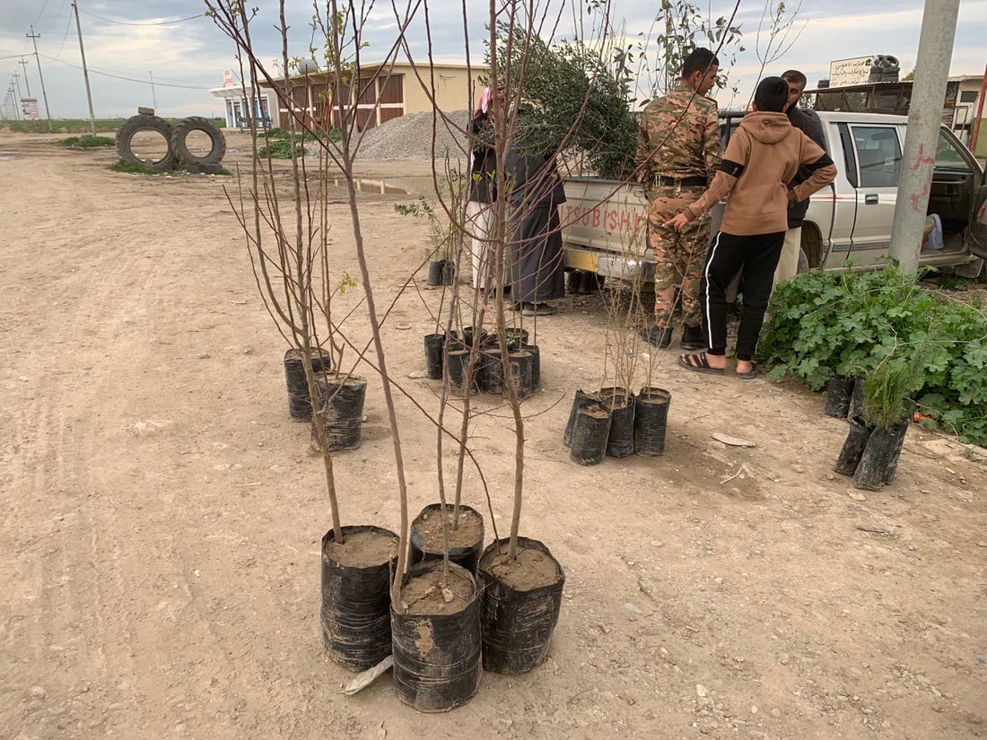 ميتسوبيشي ثامر طه تتجول بين بيوت ربيعة مع أشجار السفرجل والزيتون والحمضيات (صور)