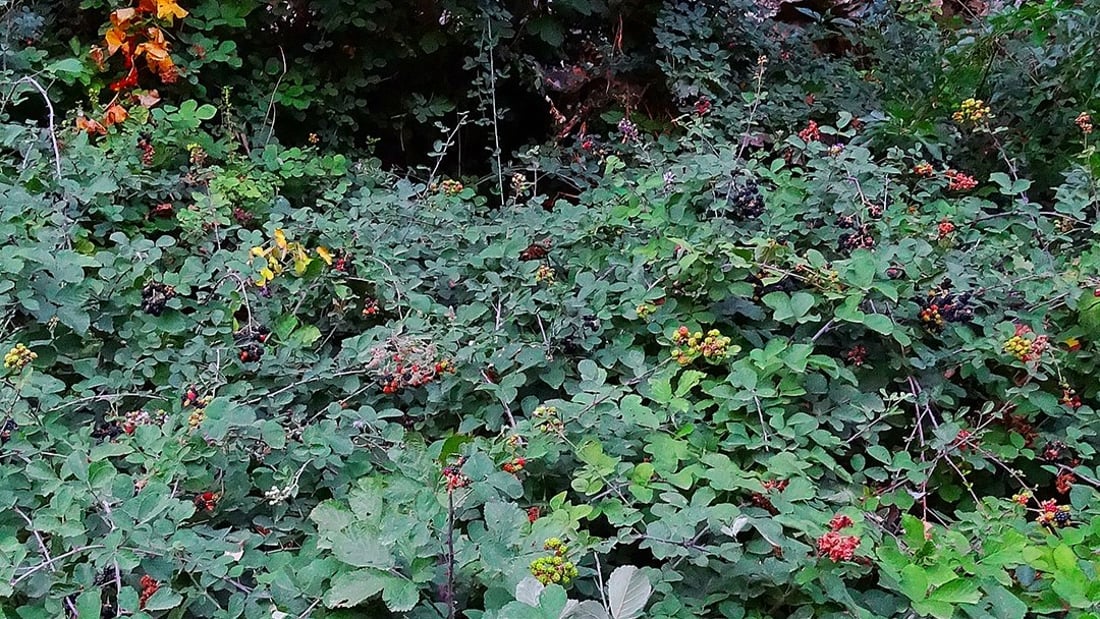 Blackberries thrive in Kurdistan but remain uncultivated despite popularity