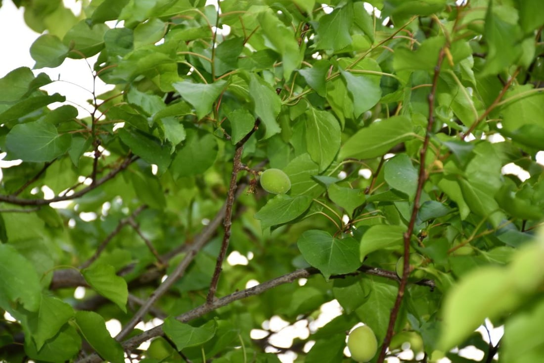 صور: بساتين القائم امتلأت بالجقال.. تذوقوا المشمش الحامض لكن لا تسرقوا ولا تكسروا