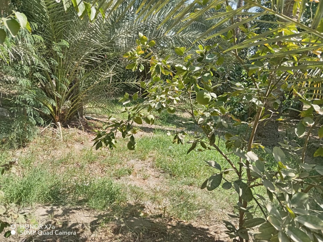 ذبابة أميركية تفتك بفواكه العراق.. الدولة تلوم مزارعي كربلاء (صور)