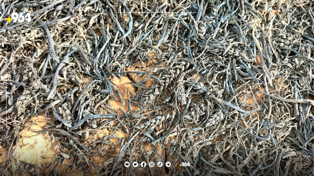 هەورەبروسكە 75 دۆنم دەغڵ و گەنمی جووتیارانی سووتاند