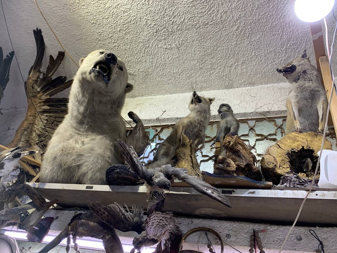 أسد ودب قطبي وأرخصها الهدهد.. الكربلائي تعلم التحنيط واشتهر في كّل العراق (صور)