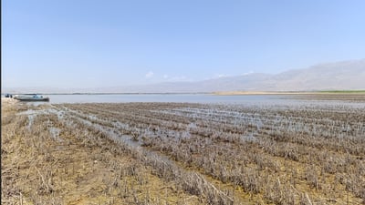 ئه‌مساڵ به‌ته‌ماى شووتى و خه‌یارى به‌حره‌كه‌ مه‌بن