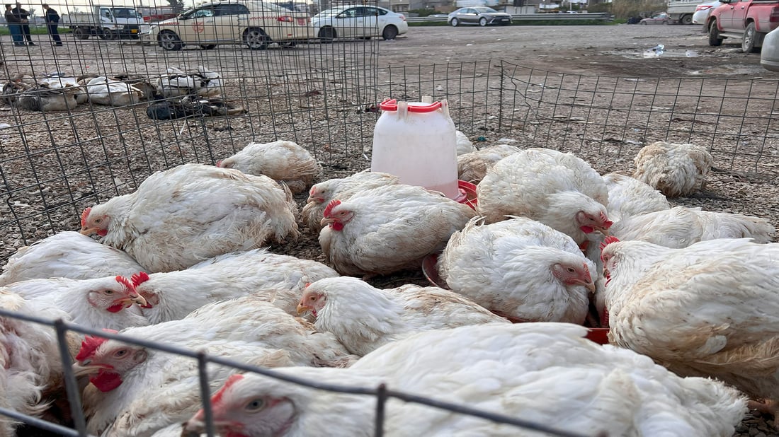 “با حكومەتی هەرێم رێگە نەدات خاوەن كێڵگەكان زەرەر بكەن”