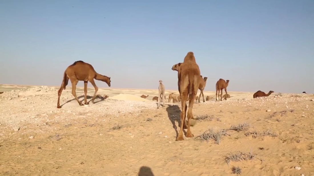 فرصة عمل في بادية السماوة.. راتب رعاة الإبل والغنامة يصل إلى 700 ألف دينار