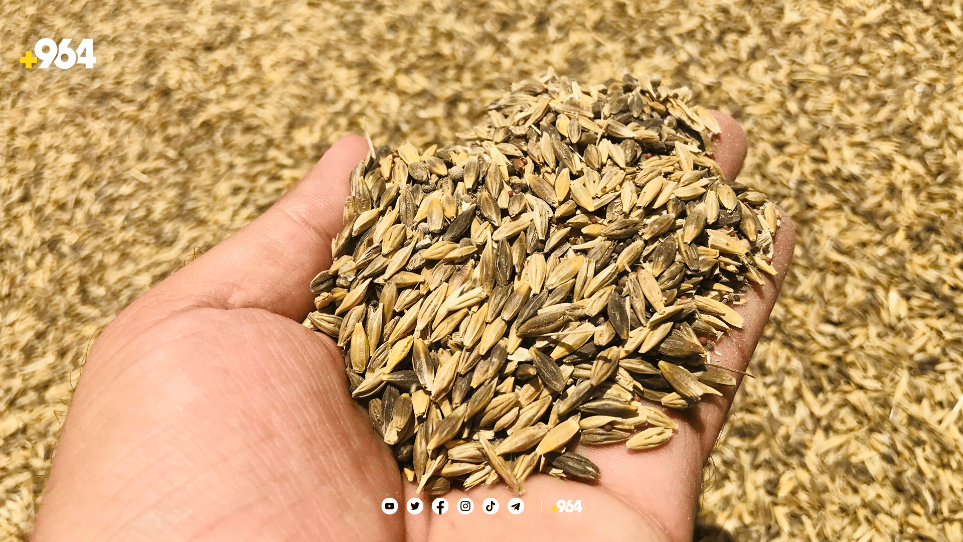 باس ھەر باسی گەنمە کەس ئاگای لە جۆ نەماوە