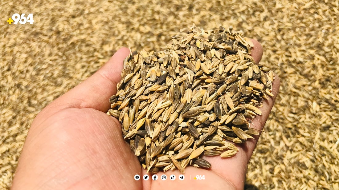 باس ھەر باسی گەنمە کەس ئاگای لە جۆ نەماوە