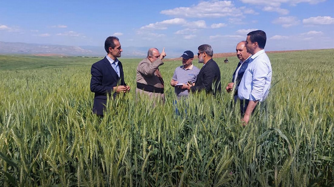 مێرووی سن لە گەنمی دەشتی بازیانەوە ئاڵاوە