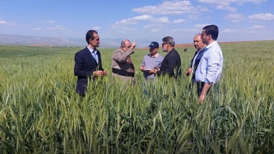 مێرووی سن لە گەنمی دەشتی بازیانەوە ئاڵاوە