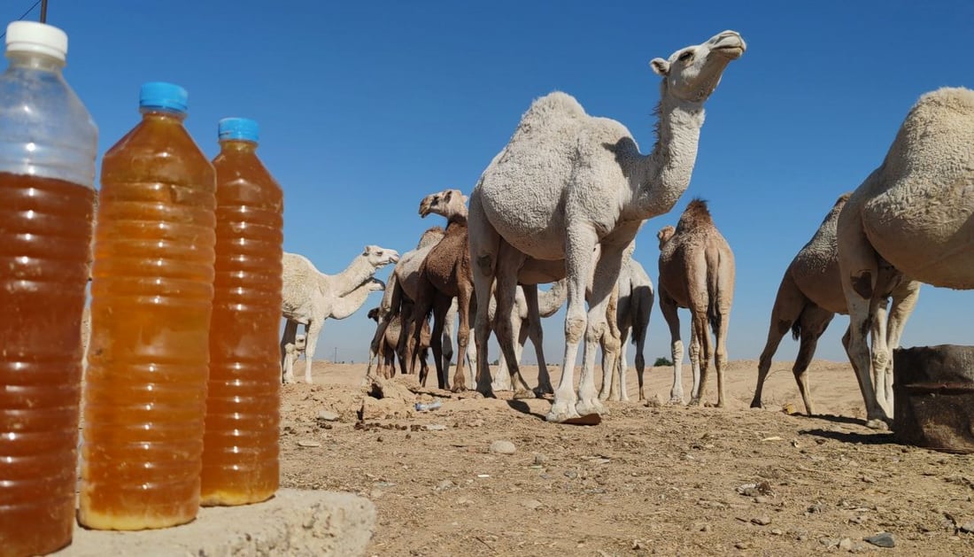 فيديو: البعران البيضاء الجميلة سرقت الأضواء في كركوك “وألبانها شفاء”