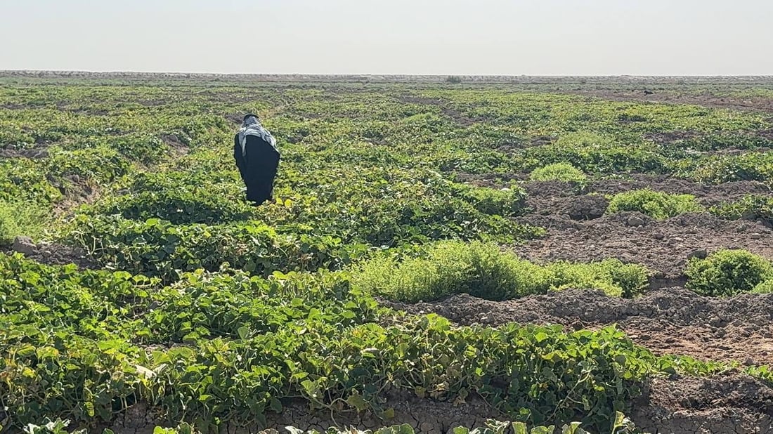 فيديو: بطيخ ذي قار ينقذ الشط الميت في البصرة ومحصول “الثغر” أشهى