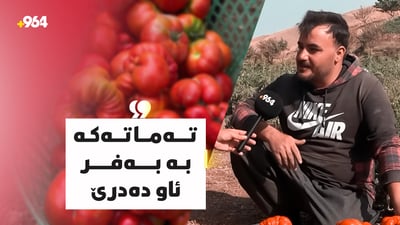 باڵەکایەتی؛ ئەو تەماتەی بە بەفر ئاو دەدرا پێگەیشت