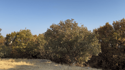 پاییزی دۆڵی پردانان لە رۆژهەڵاتی کوردستان