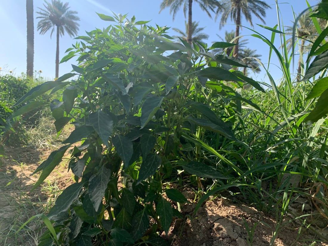 موسم حصاد حزين في أبو غريب: المحاصيل أقل بـ 40% والعلف بدل الخضروات (صور)