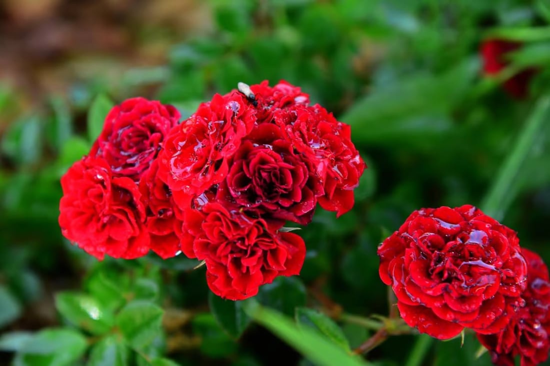 صور: منتزه “كل كند” وسط أربيل يتزين بأكثر من 9000 شجرة و 20 نوعاً من الأزهار