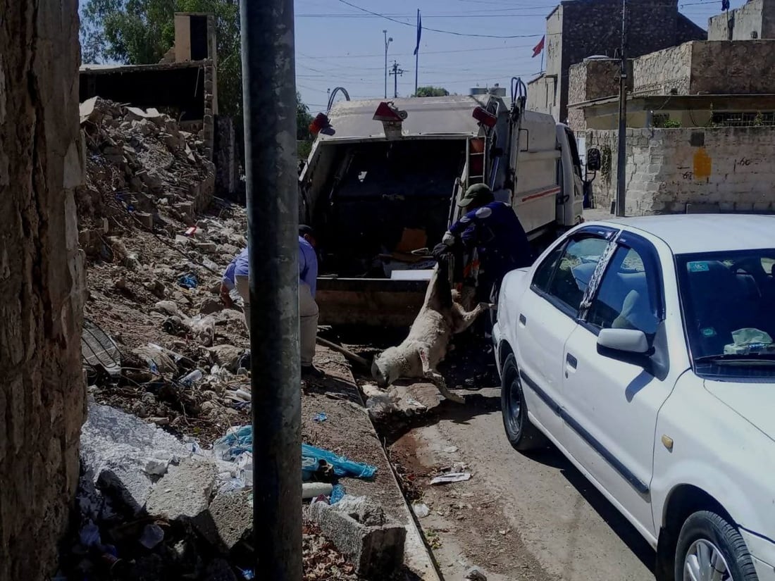 مامۆستایەکی ئاینی: نابێ بە پێدانی ژەهر سەگ لەناو ببرێ