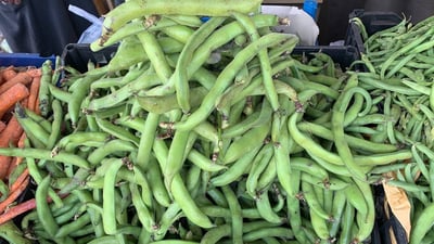 الباقلاء العراقية إسبانية.. نزلت إلى الأسواق والأسعار ستهدأ قريباً (صور)