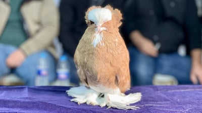 پێشبڕکێى باشترین کۆتر بەڕێوەچوو