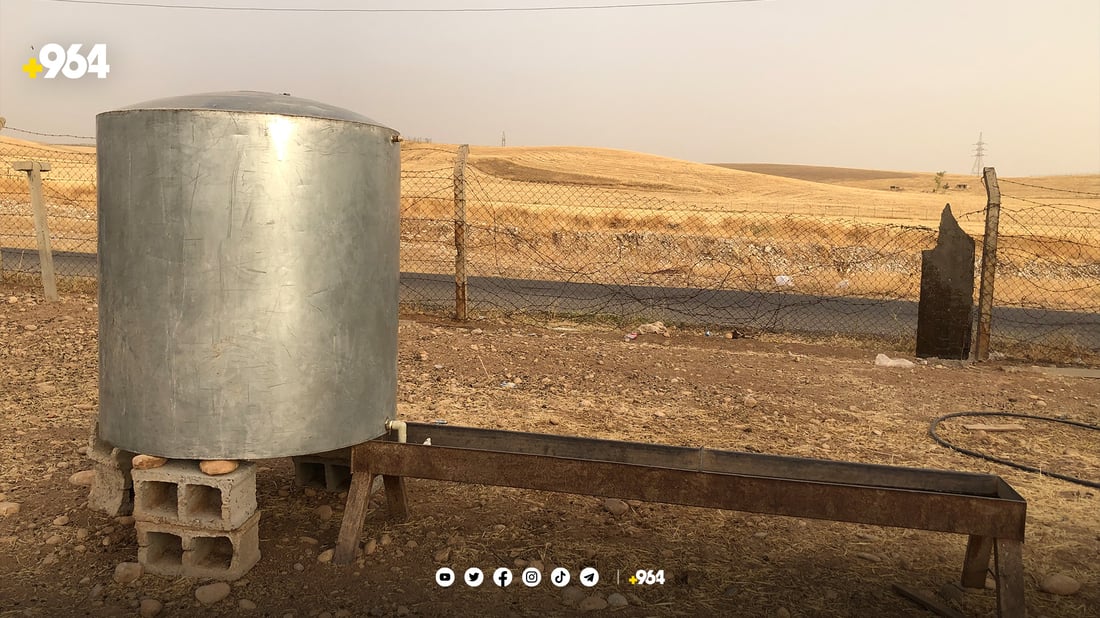 شوانێک سەرووی 150 سەر مەڕی خاوەنەکەی دەدزێت