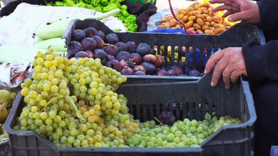 صور من الحلة: التين والعنب ينسيان الأهالي الرقي التالف.. القطاف سينتهي بعد شهر