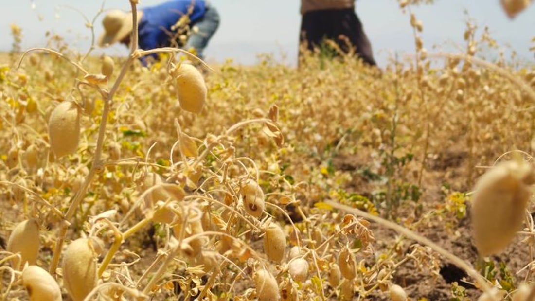 +964صورة من منصة (شبكة): 