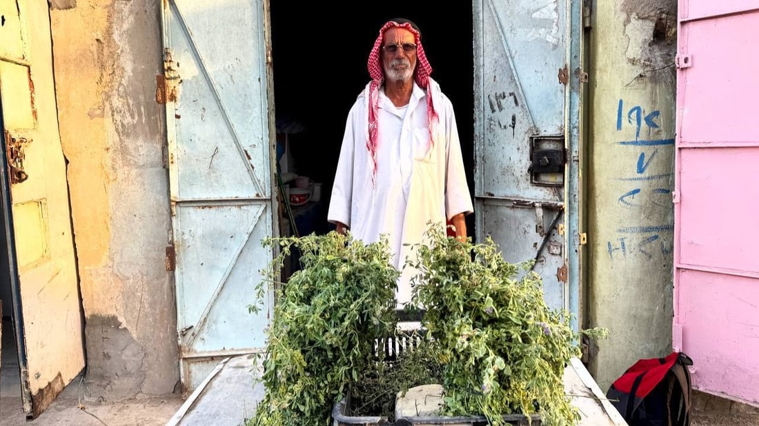 Zubair’s once-thriving alfalfa market dwindles to just two vendors as imported feed dominates