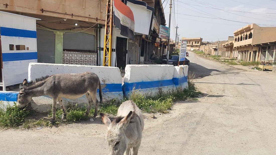 صور: خشية من تسرب لحمها للمطاعم.. حمير وبغال “تجتاح” شوارع تلعفر