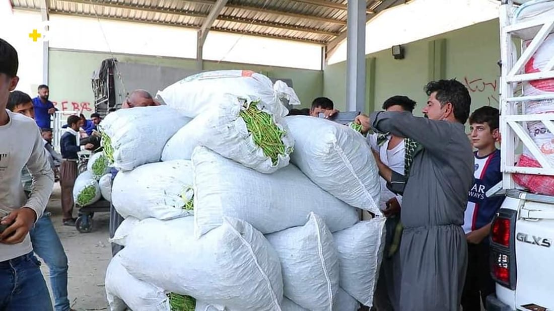 ته‌قته‌ق رۆژانه‌ 70 تۆن به‌رهه‌مى لۆبیاى هه‌بووه‌