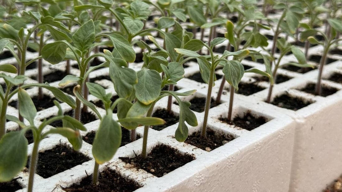 Basra farmers turn to new tomato planting methods as costs rise