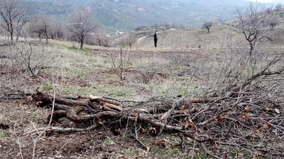 له‌ گوندێكی شارباژێر زیاتر له‌ 250 دار بڕاون و هه‌ڵكێشراون