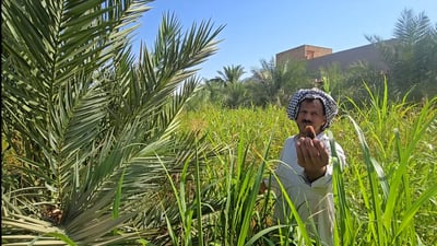 البرحي عنيد جداً في كرمة بني سعيد ورغم ذلك فإن النخل النسيجي جيد وبريطاني أحياناً