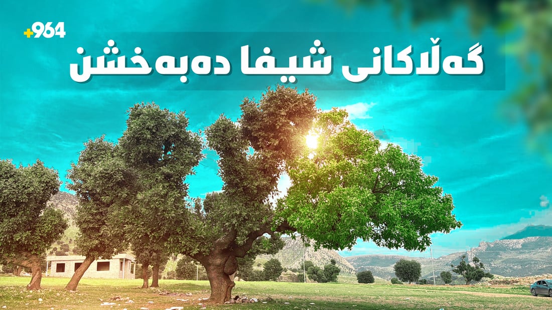 دارە دوو رەنگەکەی خەلان سەرنجڕاکێش و دەگمەنە