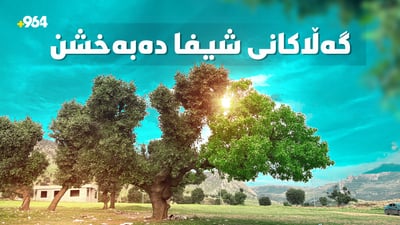 دارە دوو رەنگەکەی خەلان سەرنجڕاکێش و دەگمەنە