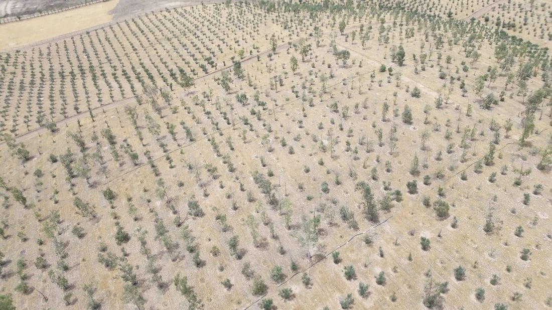 Neglect and lack of irrigation push Kalar’s Hazhar Forest toward deterioration