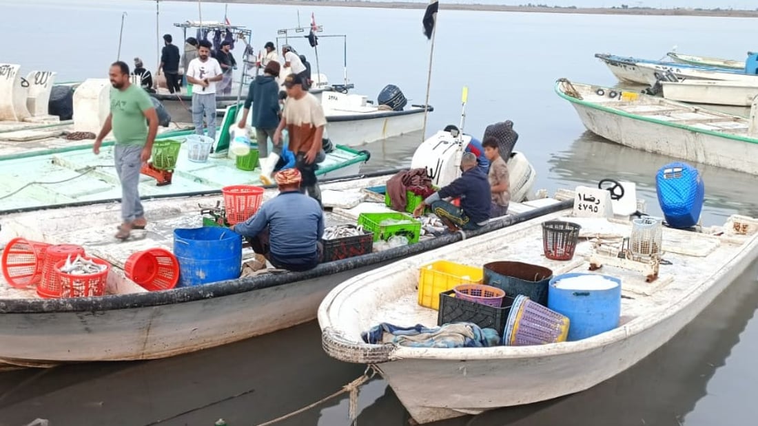 الأسماك تتدفق على مرسى “النقعة”.. أسعار مزاد الفاو صباح السبت