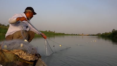 رحلة مع الصياد في نهايات الفرات بحثاً عن 4 أسماك صعبة (فيديو)