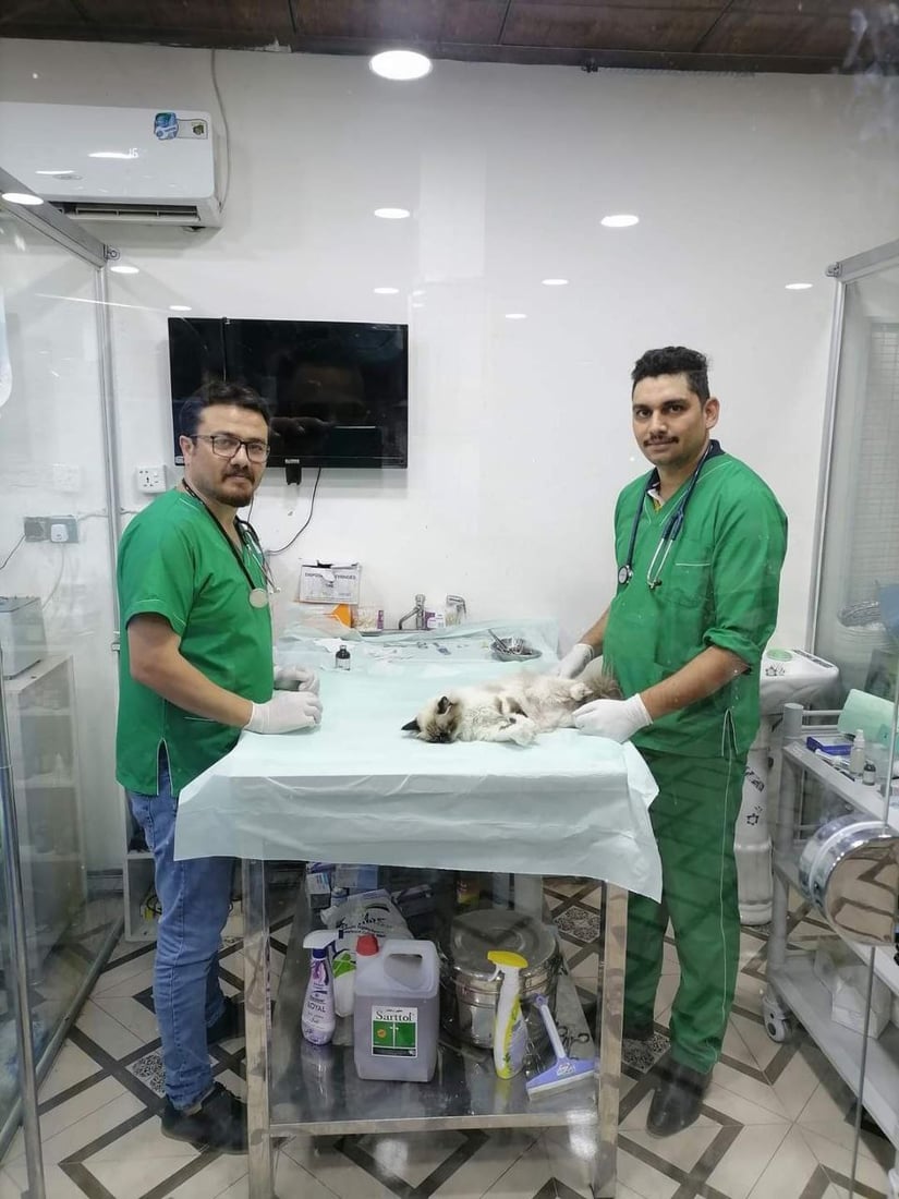 بيطري من الموصل: لا تجبروا قططكم على الاستحمام.. ولقحوها فوراً فقد ظهَر الطاعون