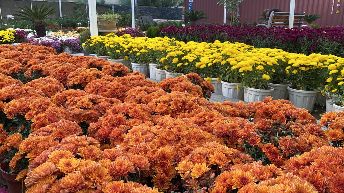 صور مذهلة من الناصرية: تخفيضات كبرى على الجوري والداوودي في مشتل المهندس