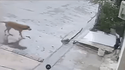 10-year-old boy dies after stray dog attack in Kirkuk’s Jwan City