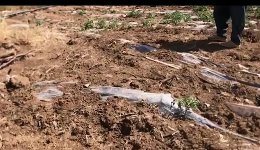 Grasshopper infestation devastates crops in Penjwen