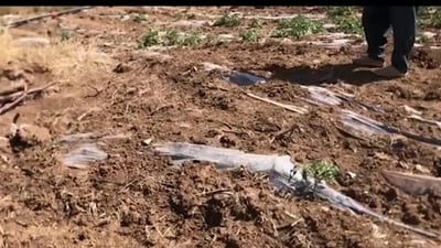 Grasshopper infestation devastates crops in Penjwen